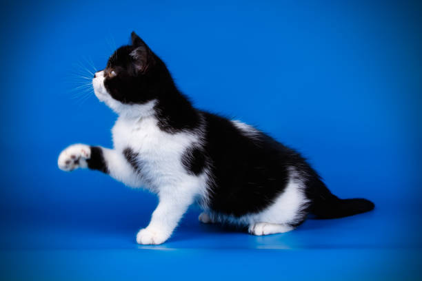 istock scottish straight shorthair cat 1065188236