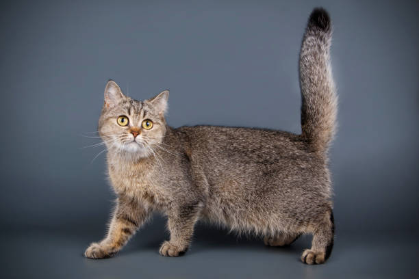 istock scottish straight shorthair cat 1065188344