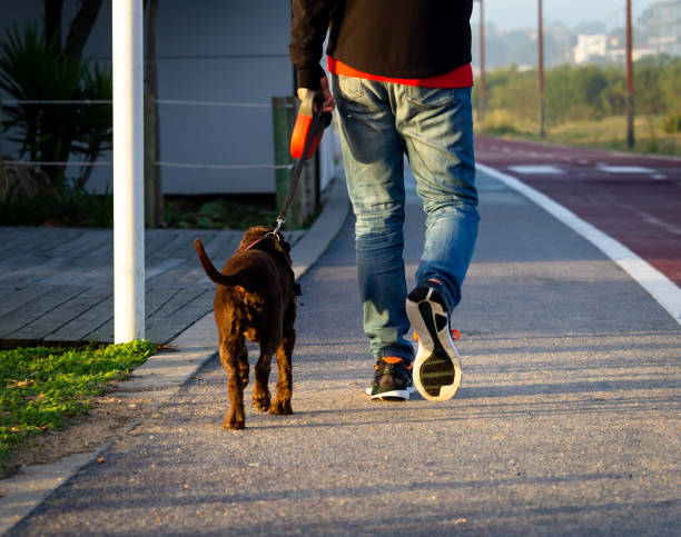 istock Man Walks Dog Near Cycle Path 1065188784