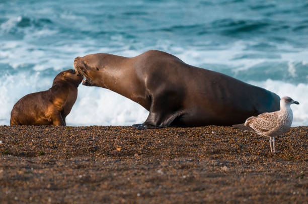 istock Mother and baby sea lion 1065188968
