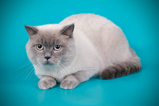 istock scottish straight shorthair cat 1065189058