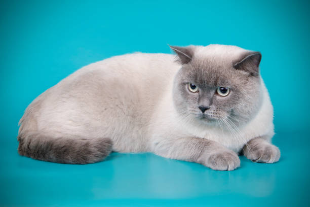 istock scottish straight shorthair cat 1065189072