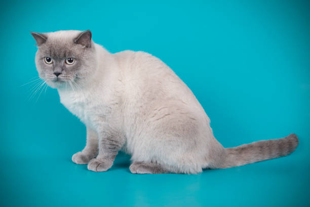 istock scottish straight shorthair cat 1065189074