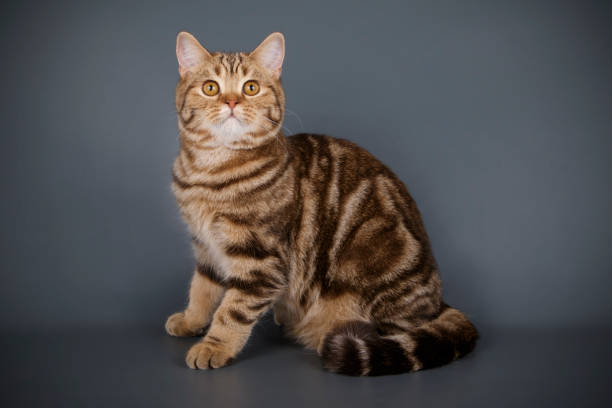 istock scottish straight shorthair cat 1065190152