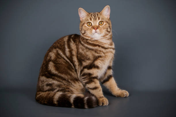istock scottish straight shorthair cat 1065190160