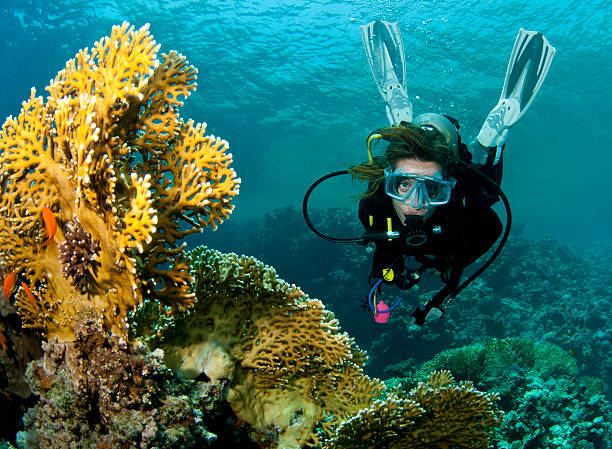 istock scuba diver with coral in red sea 106519018