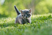 Small gray kitten with tail up walking on the grass