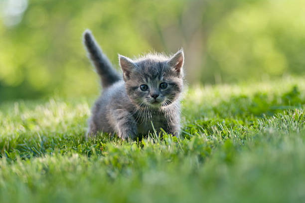 Small gray kitten with tail up walking on the grass cute gray kitten in the grass kitten photos stock pictures, royalty-free photos & images