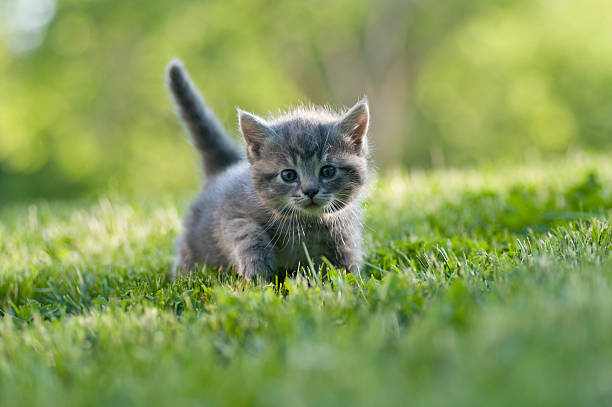 ładny kociak w zielonej trawie - kitten color image cute feline zdjęcia i obrazy z banku zdjęć