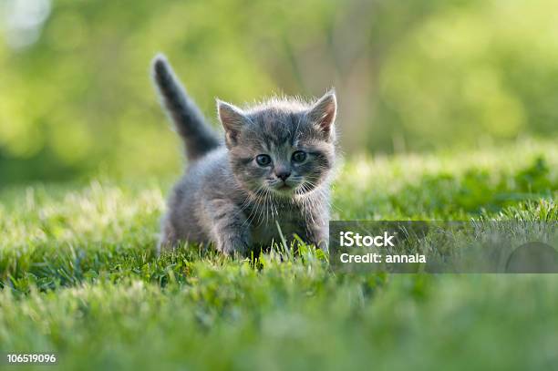 Foto de Filhote De Gato Bonito No Gramado e mais fotos de stock de Filhote de Gato - Filhote de Gato, Gato doméstico, Fofo - Descrição Geral