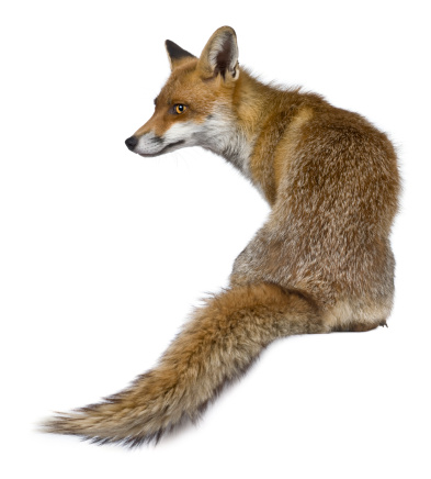 Vista posterior de Red Fox, sentado y mirando lejos. photo