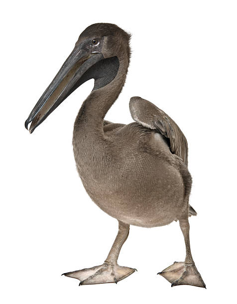 istock Young pink-backed pelican, 2 months old, standing. 106519108