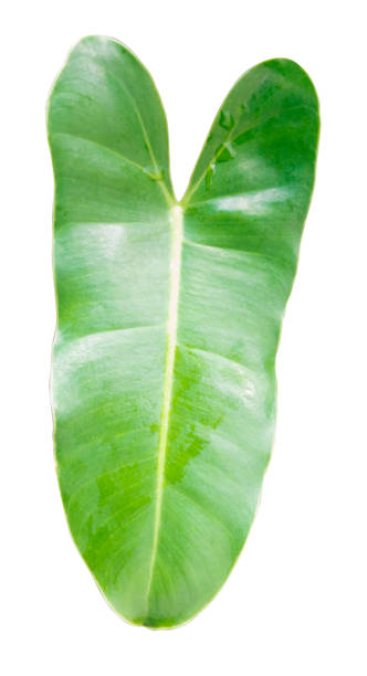 istock Green leaves on white background 1065191878