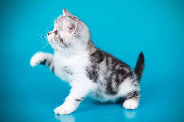 istock scottish straight shorthair cat 1065191908