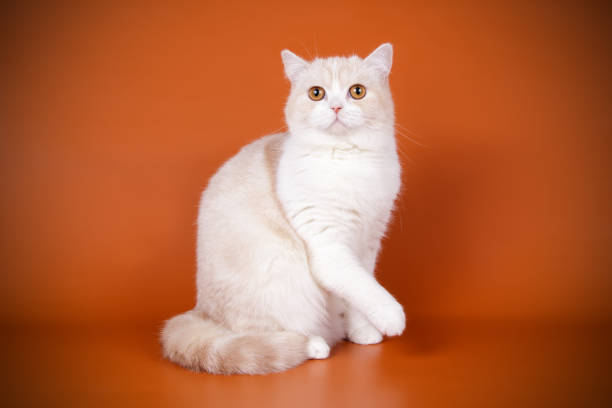 istock scottish straight shorthair cat 1065191934