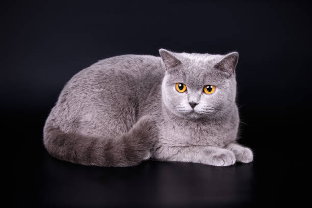 istock scottish straight shorthair cat 1065191958