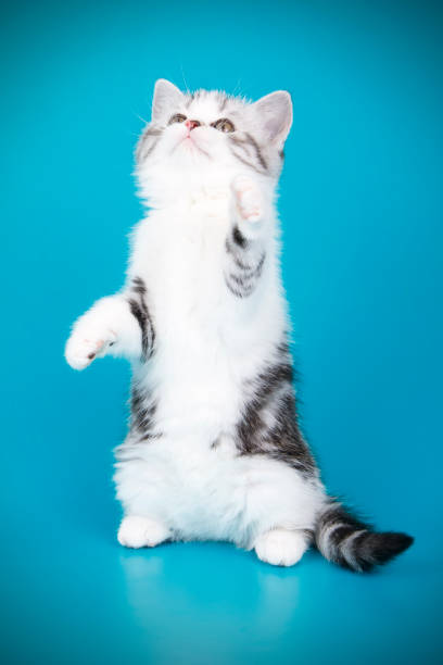 istock scottish straight shorthair cat 1065192128