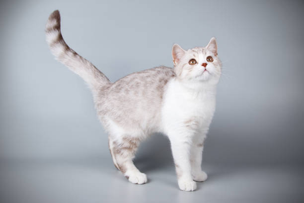 istock scottish straight shorthair cat 1065192212