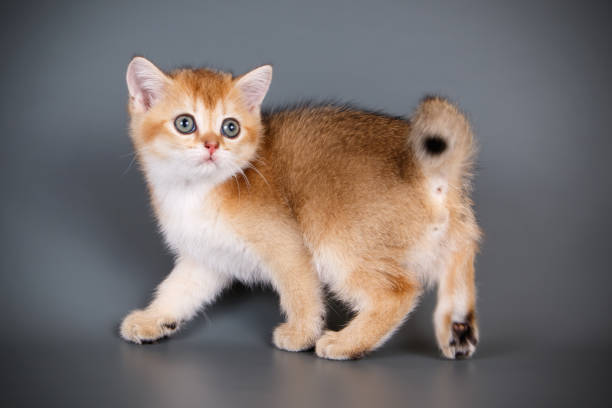 istock scottish straight shorthair cat 1065192312