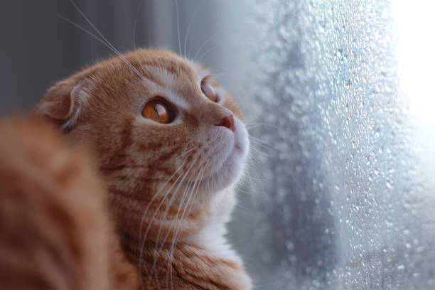 istock Red scottishfold cat looks on the rain drops on the window glass 1065197034