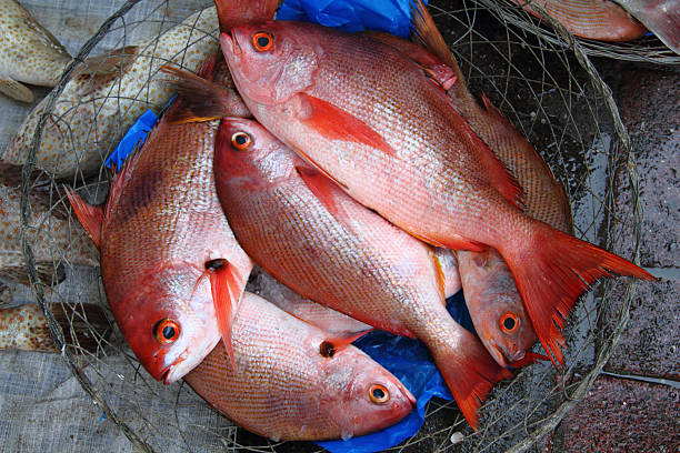 frais prise - fish catch of fish seafood red snapper photos et images de collection