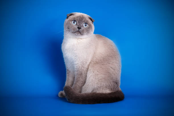 istock Scottish fold shorthair cat on colored backgrounds 1065197338