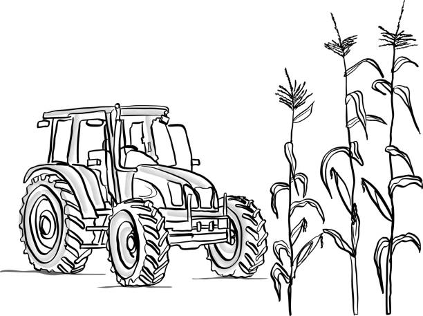 Cornfield Crop Agriculture vector illustration with tractor and corn plants tractor illustrations stock illustrations