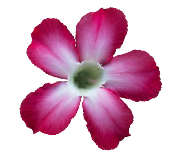 istock Azalea flowers isolated on white background. 1065199970