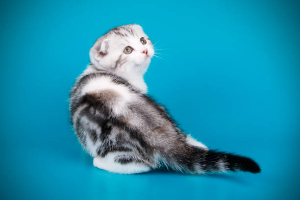 istock Scottish fold shorthair cat on colored backgrounds 1065200126