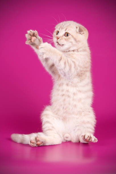 istock Scottish fold shorthair cat on colored backgrounds 1065200216