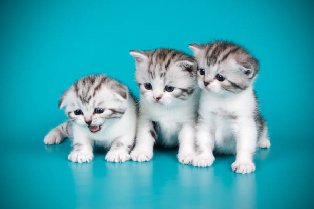 istock Scottish fold shorthair cat on colored backgrounds 1065200376