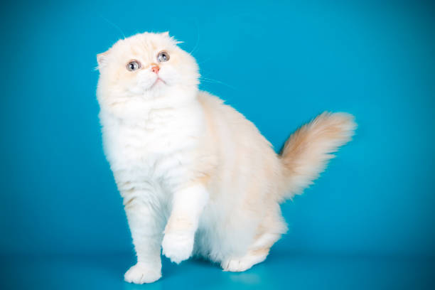 istock Scottish fold shorthair cat on colored backgrounds 1065200382