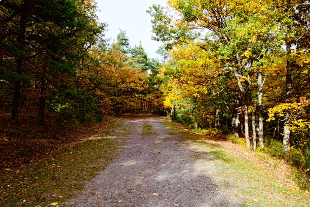 Photographs taken in autumn in Loubeyrat forest in Auvergne France