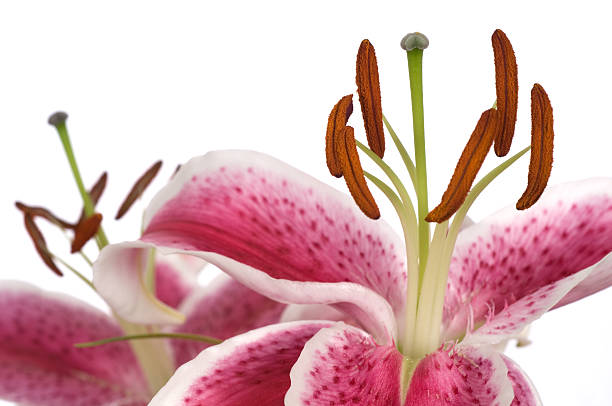 Lilys, Close Up stock photo