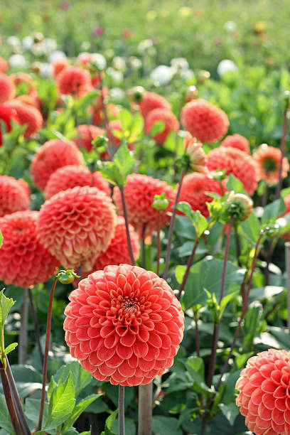 Field of dahlias stock photo