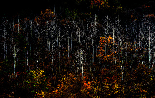 The leaves of birch trees blend with the foliage to show the mood of late autumn.     VH533