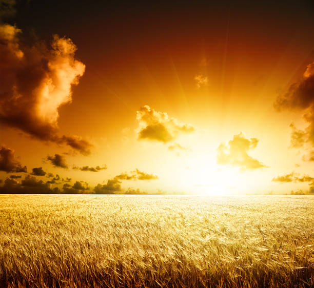 istock Field of barley and the sunset 106521897