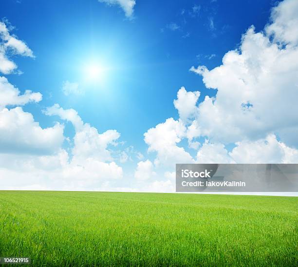 Field Von Gerste Und Sonnigen Tag Stockfoto und mehr Bilder von Agrarbetrieb - Agrarbetrieb, Blau, Brotsorte