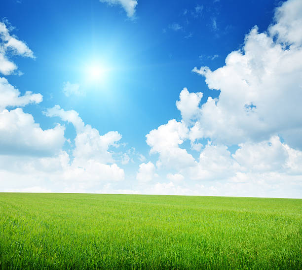 istock field of barley and sunny day 106521915
