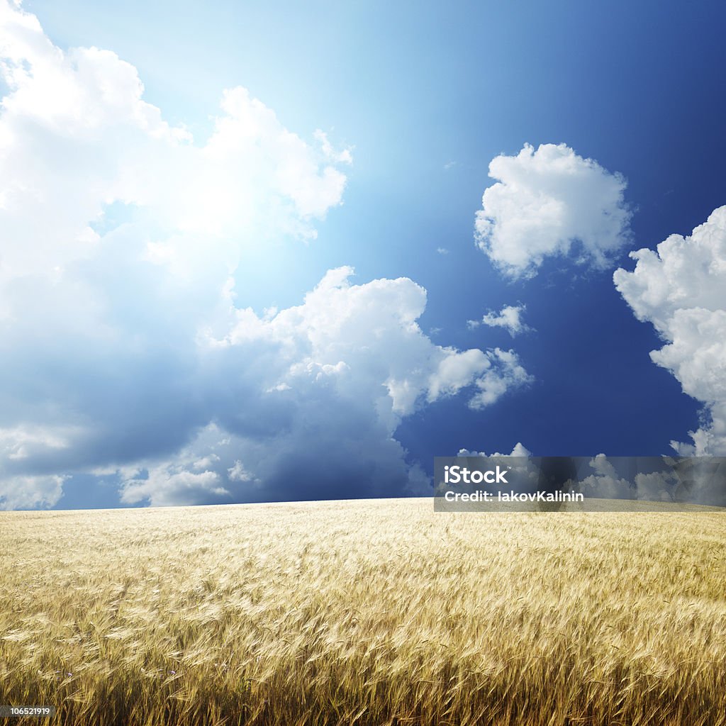 Campo di orzo e giornata di sole - Foto stock royalty-free di Agricoltura