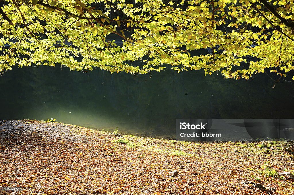 Herbst Farben auf Natur - Lizenzfrei Ast - Pflanzenbestandteil Stock-Foto