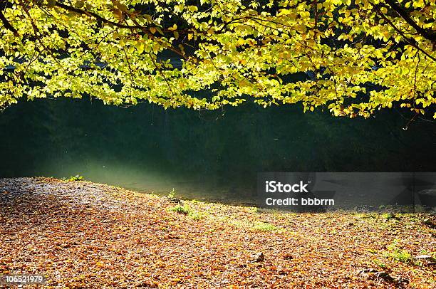 Herbst Farben Auf Natur Stockfoto und mehr Bilder von Ast - Pflanzenbestandteil - Ast - Pflanzenbestandteil, Bildhintergrund, Blatt - Pflanzenbestandteile