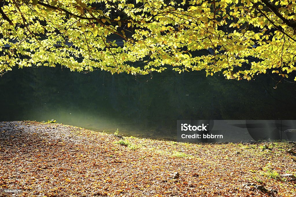 Couleurs de l'automne sur la nature - Photo de Branche - Partie d'une plante libre de droits