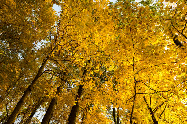 istock Autumn Color in Tennessee 1065222936