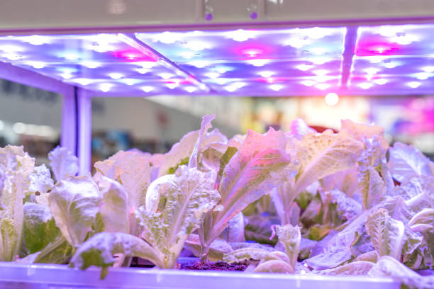 gewächshausgemüse pflanze mit led licht indoor landtechnik - greenhouse plant nursery plant lighting equipment stock-fotos und bilder