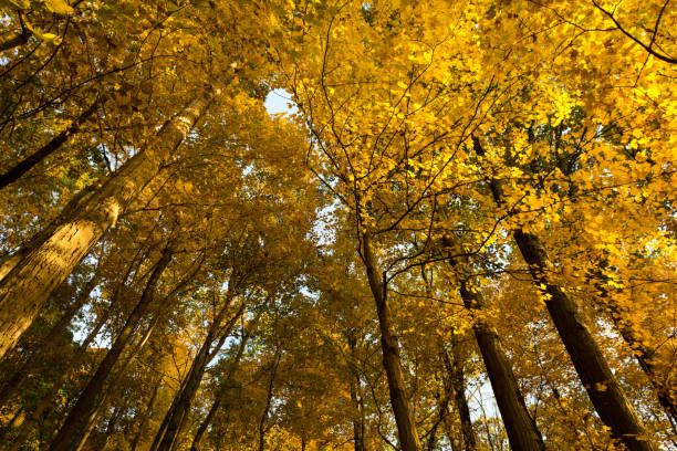 istock Autumn Color in Tennessee 1065223086