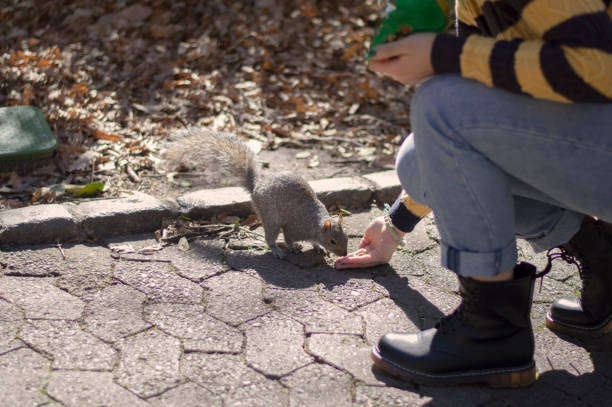 istock Squirrel eating out of hand 1065223276
