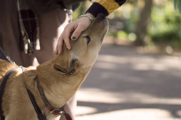 Dog park patted head
