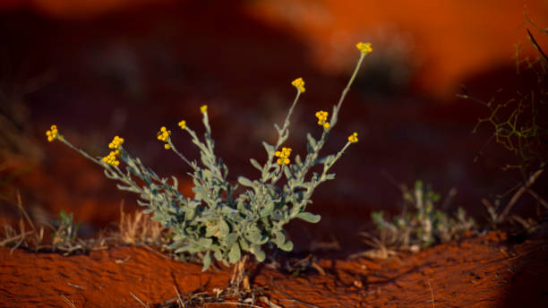 Desert Plant stock photo