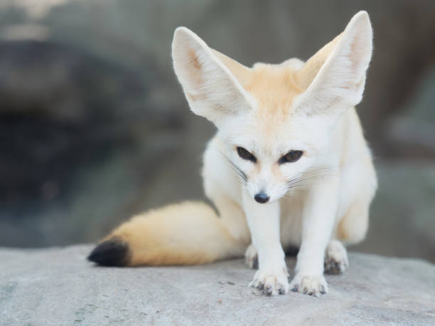 istock fennec fox, Desert fox, or Vulpes Zerda, alert beautiful small animal. 1065240380